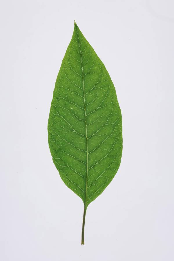 Leaf