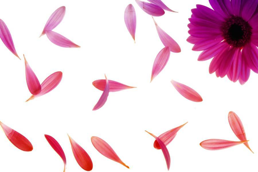 Petal