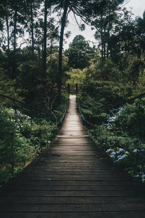 Forest